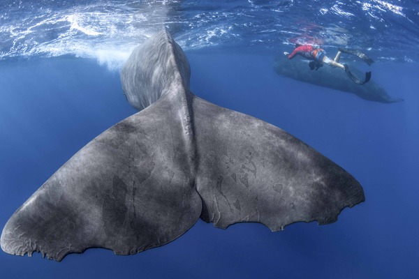 パトリックとクジラ 6000日の絆 4枚目の写真・画像