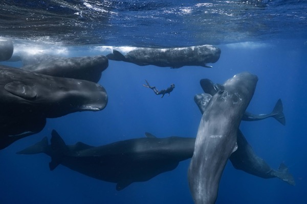 パトリックとクジラ 6000日の絆 5枚目の写真・画像