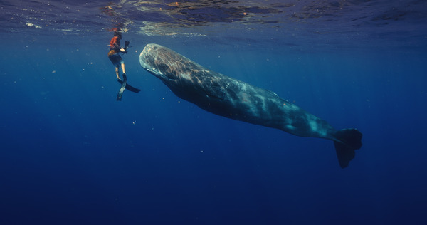 パトリックとクジラ 6000日の絆 7枚目の写真・画像