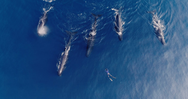 パトリックとクジラ 6000日の絆 8枚目の写真・画像