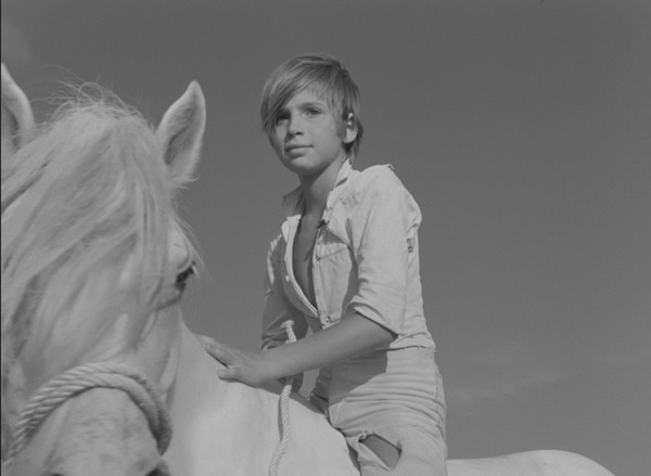 ⽩い⾺ 4K 2枚目の写真・画像