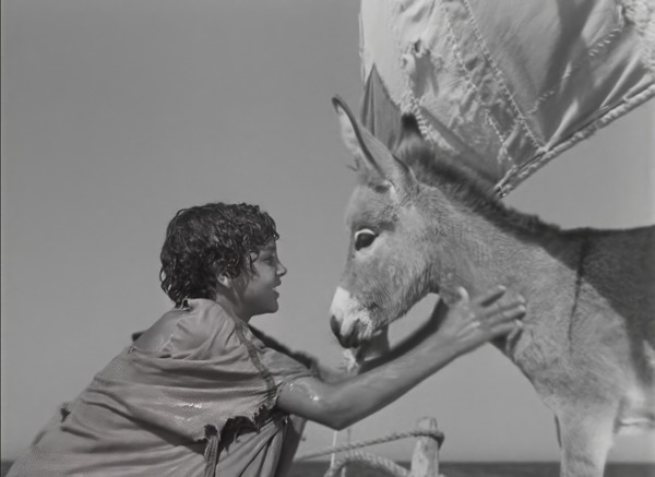 ⼩さなロバ、ビム 4K 2枚目の写真・画像