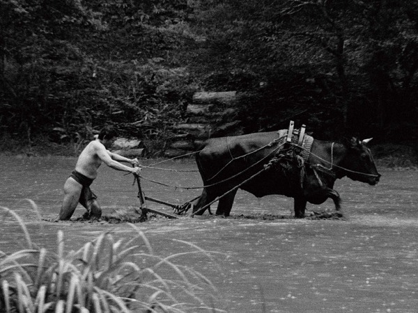 黒の牛 3枚目の写真・画像