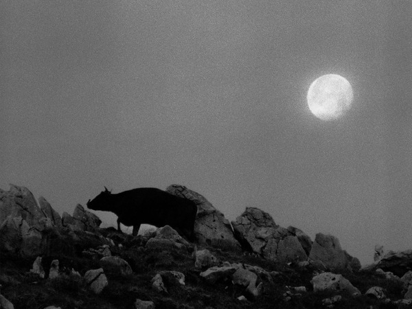 黒の牛 6枚目の写真・画像