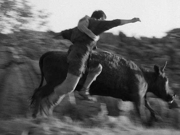 黒の牛 7枚目の写真・画像