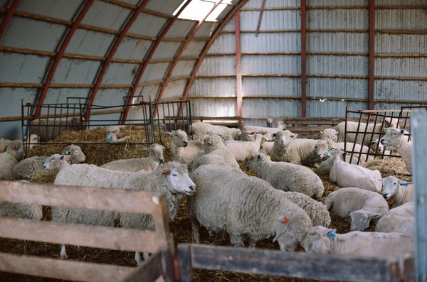 北の食景 14枚目の写真・画像