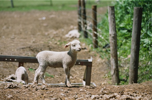 北の食景 15枚目の写真・画像