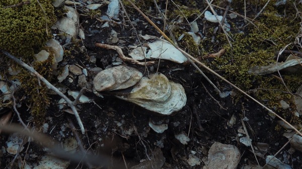 水の中で息をする ―彼女でも彼でもなく― 4枚目の写真・画像