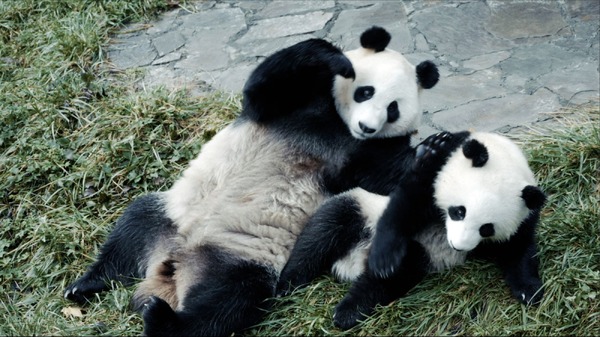 パンダのすごい世界 5枚目の写真・画像