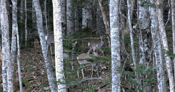森に聴くListen to the Forest 6枚目の写真・画像