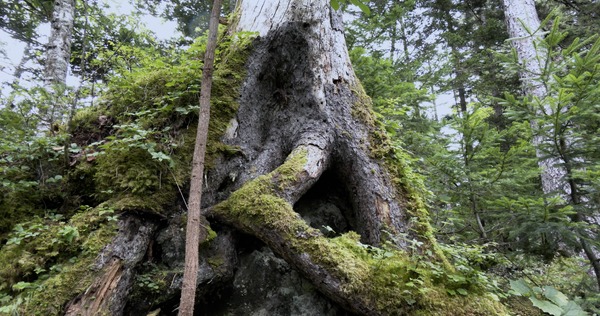 森に聴くListen to the Forest 7枚目の写真・画像