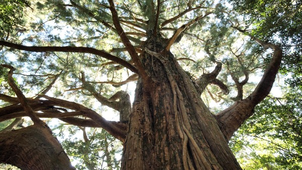 森に聴くListen to the Forest 9枚目の写真・画像