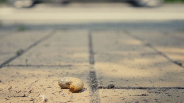 『まっすぐな首』