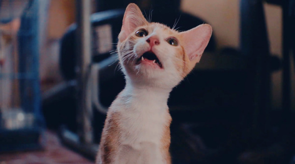 CatVideoFest 2枚目の写真・画像