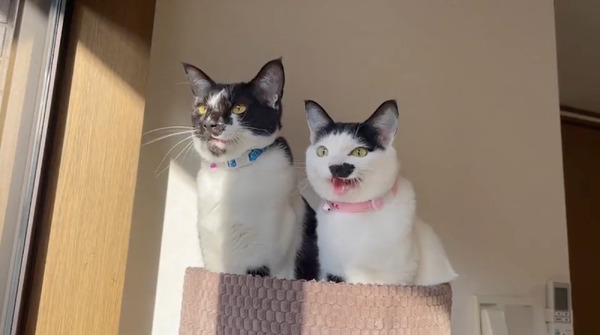 CatVideoFest 3枚目の写真・画像