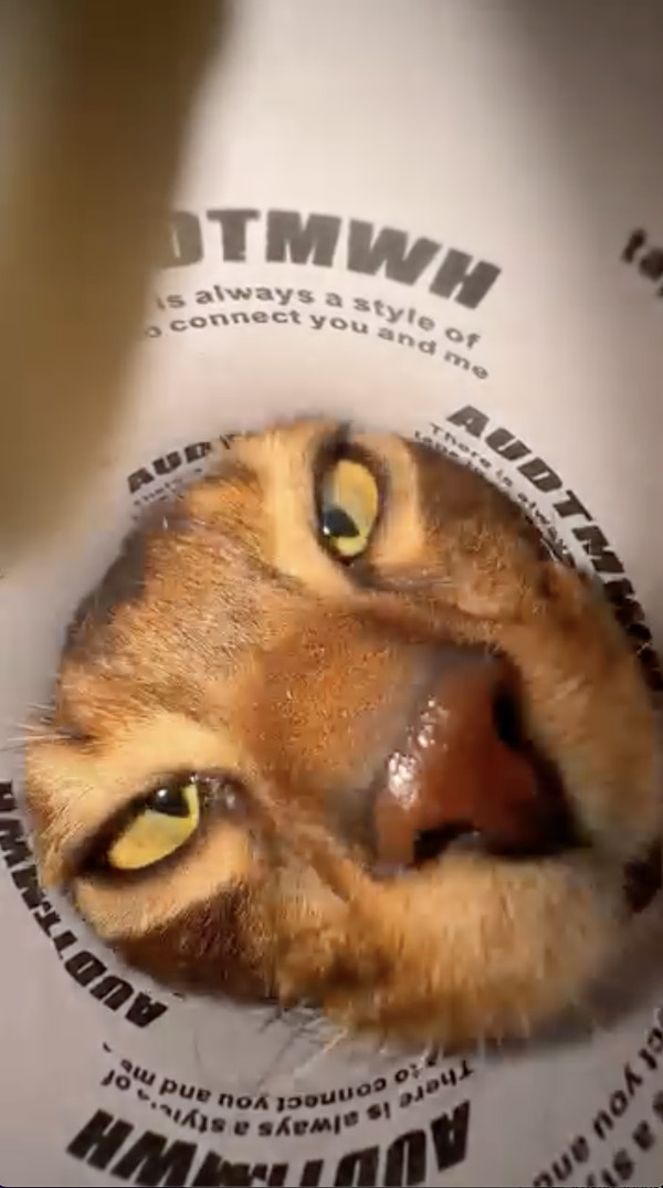 CatVideoFest 6枚目の写真・画像