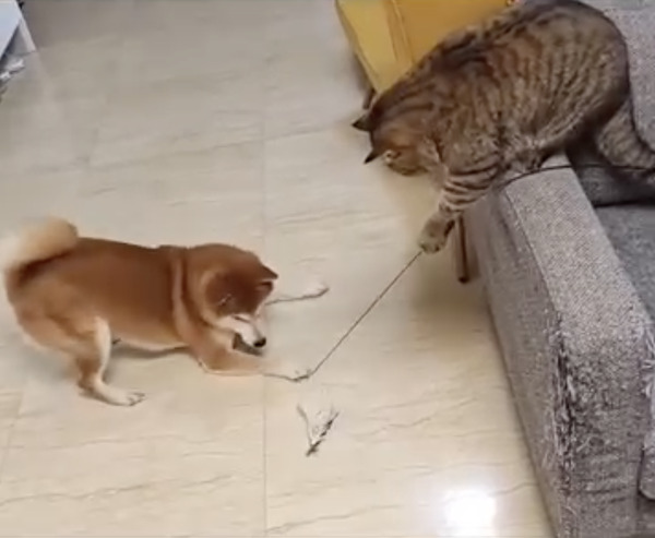 CatVideoFest 10枚目の写真・画像