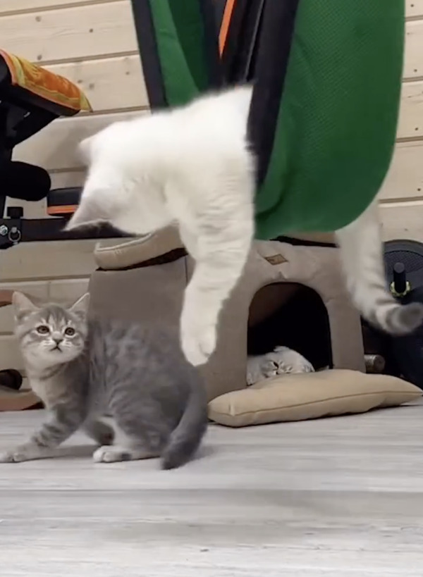 CatVideoFest 12枚目の写真・画像