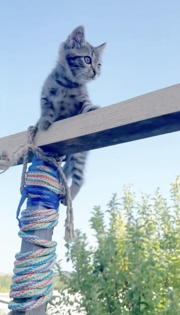 CatVideoFest 14枚目の写真・画像