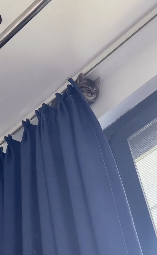 CatVideoFest 16枚目の写真・画像