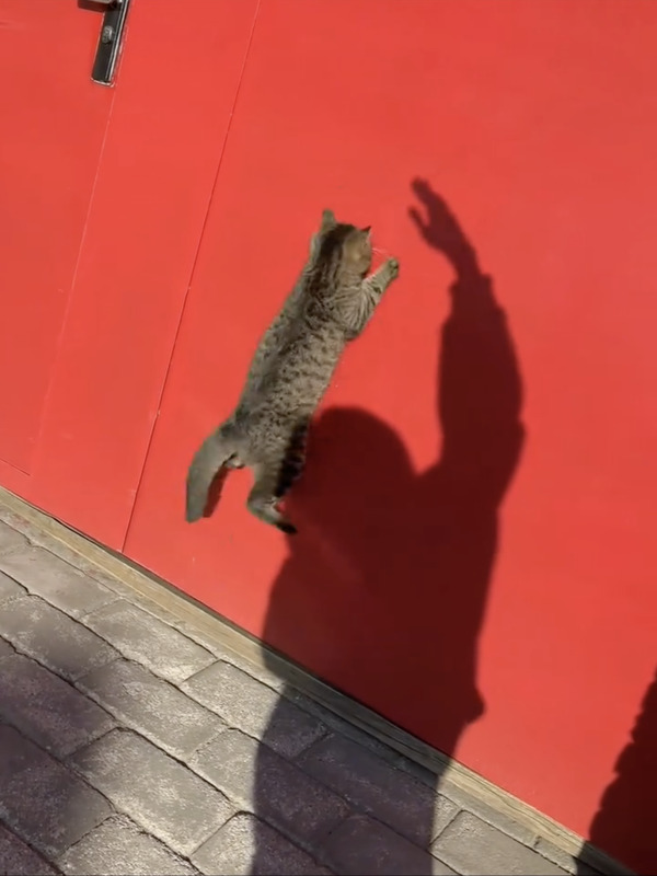 CatVideoFest 17枚目の写真・画像