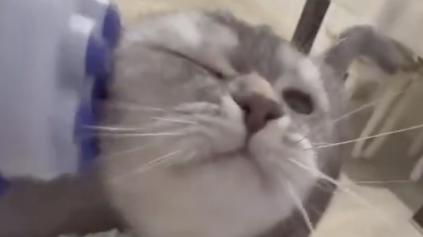 CatVideoFest 18枚目の写真・画像