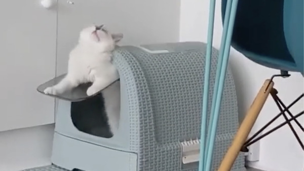 CatVideoFest 19枚目の写真・画像