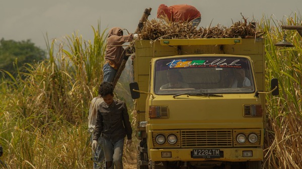 サトウキビは知っている 12枚目の写真・画像