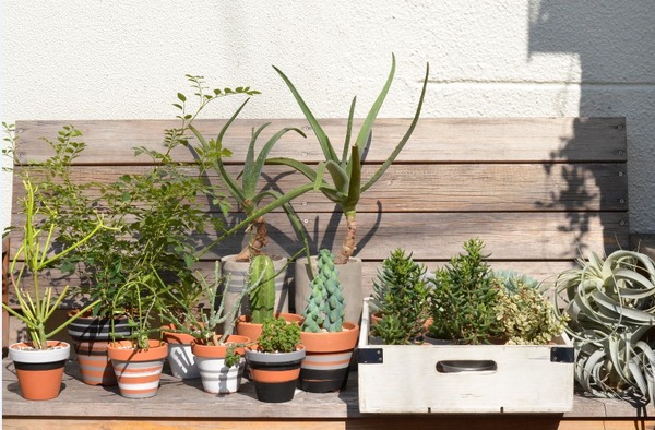 植物監修にはTumbler & FLOWERSのいけばな師、渡来徹氏を迎え、モダンなプランターに入れられたさまざまな種類の多肉植物の販売も行われる。