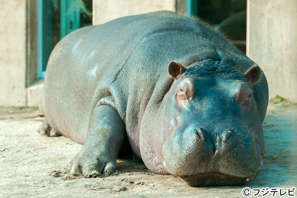 カバ／スペシャルドラマ『新・奇跡の動物園　旭山動物園物語2015～ 命のバトン～』