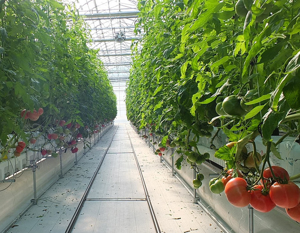 山梨県北杜市の野菜農園