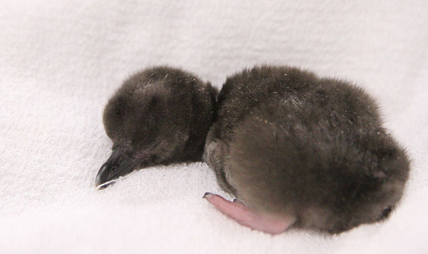 「すみだ水族館」で誕生したマゼランペンギンの赤ちゃん