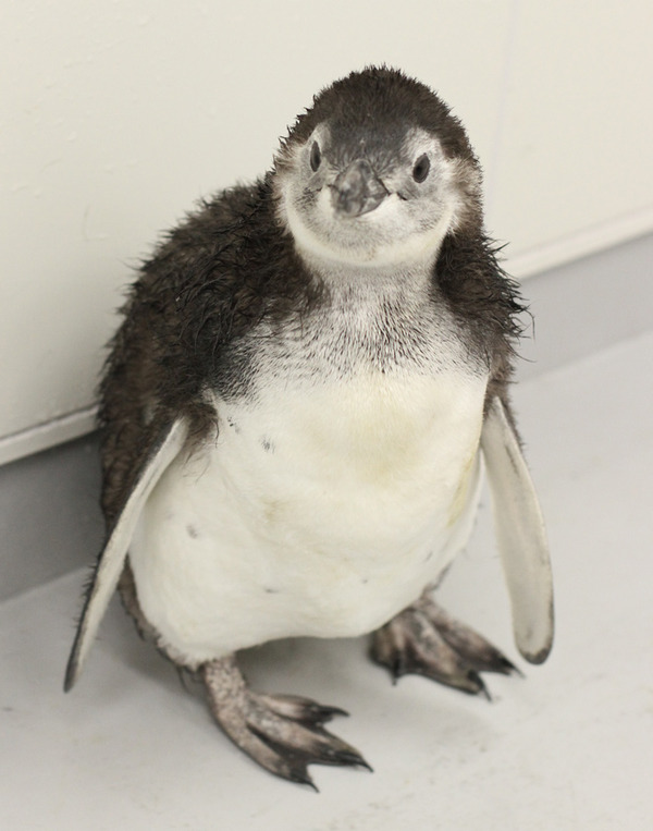 生後56日目の「たいこ」（羽が抜け換わる途中）／すみだ水族館　