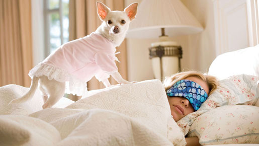 『ビバリーヒルズ・チワワ』 -(C) Disney Enterprises, Inc. All rights reserved.