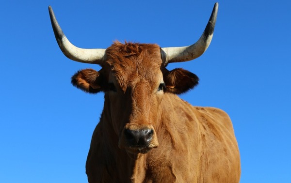 『ステーキ・レボリューション』-(C) 2014 LA FERME PRODUCTIONS SAS et C.PRODUCTIONS