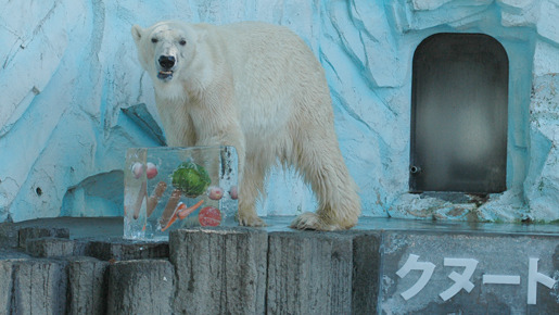 上野動物園のホッキョクグマに氷のプレゼント