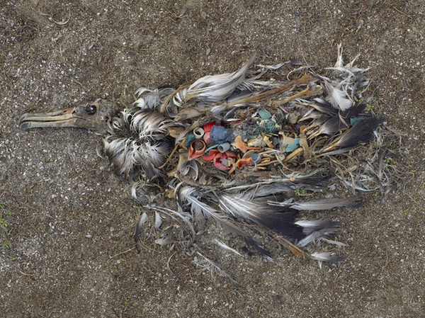 CF000478 Unaltered stomach contents of a Laysan albatross fledgling Midway Island, 2009 (from the series, Midway: Message from the Gyre).