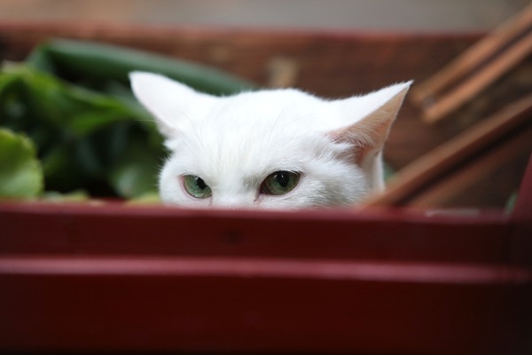 「猫侍 いやし猫DVD まるっと玉之丞」未公開写真　ｰ(C)2016「猫侍SP」製作委員会