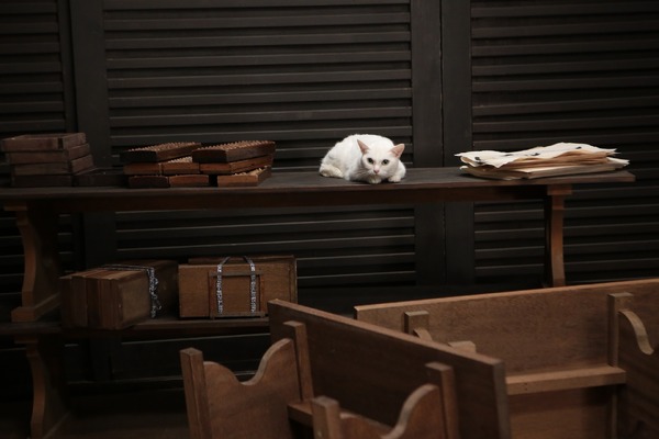 「猫侍 いやし猫DVD まるっと玉之丞」未公開写真　ｰ(C)2016「猫侍SP」製作委員会