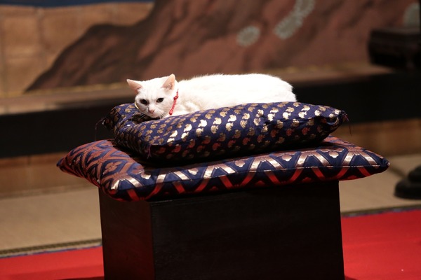 「猫侍 いやし猫DVD まるっと玉之丞」未公開写真　ｰ(C)2016「猫侍SP」製作委員会