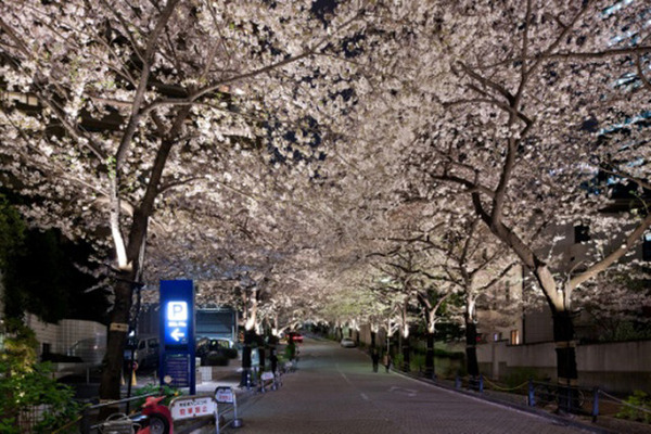 3月下旬から4月の中旬の期間は、17時から22時までライトアップもされる予定