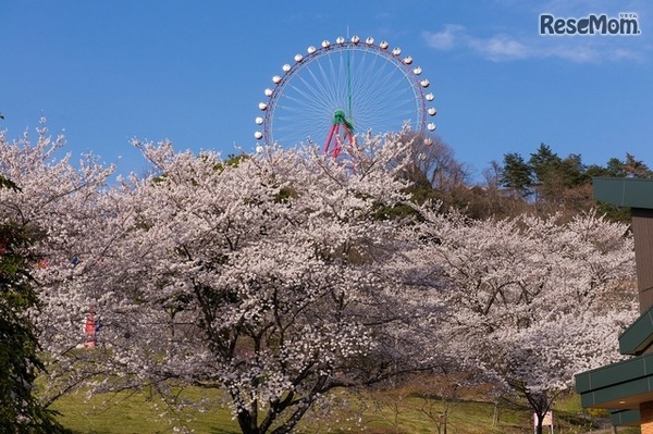 起伏に富んだ地形を活かし、見下ろすことも見上げることもできるように桜が植えられている