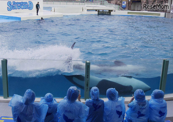 シャチの「スイミングバースト」