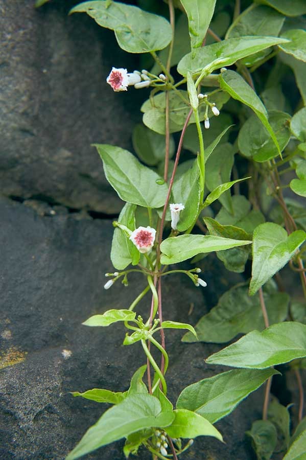 ヘクソカズラ『植物図鑑 運命の恋、ひろいました』（C）2016 「植物図鑑」製作委員会
