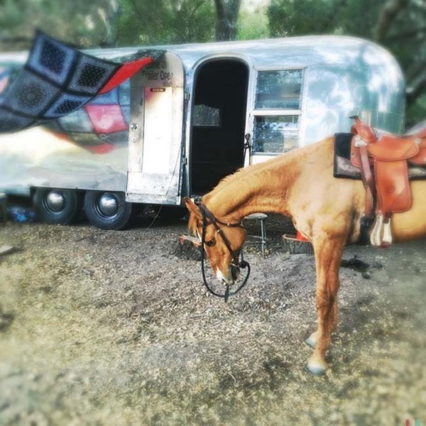チャニング・テイタムの馬　(c)Instagram