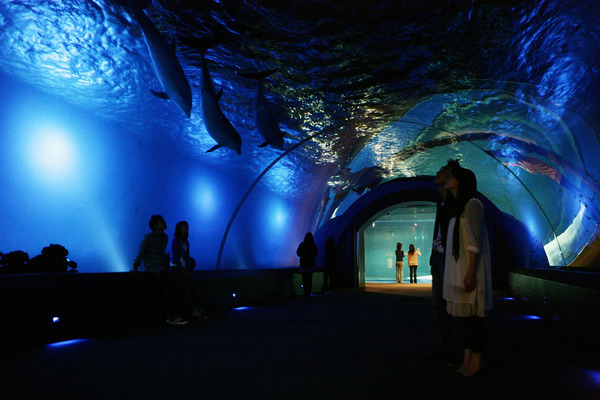 「癒しの水族館」