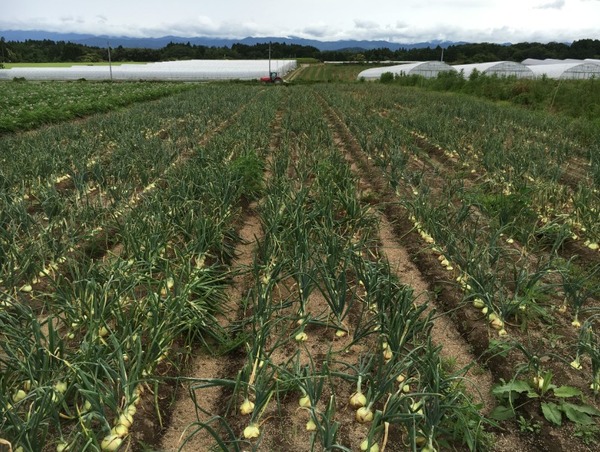 フジオファームとの業務提携により、鳥取県にある自社農場で栽培さらた葉野菜などを提供