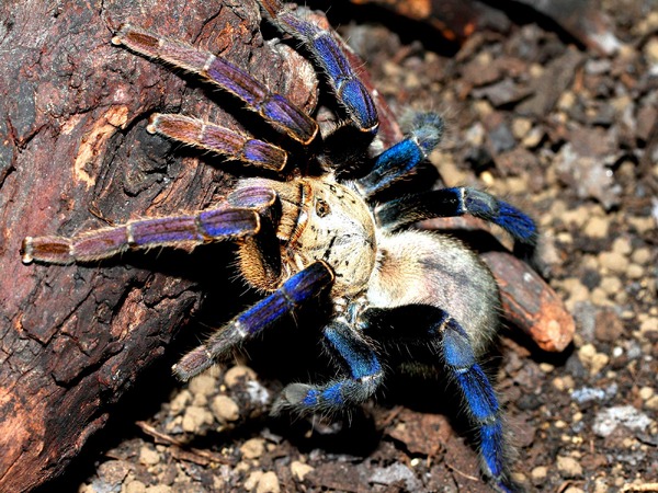 コバルトブルータランチュラ