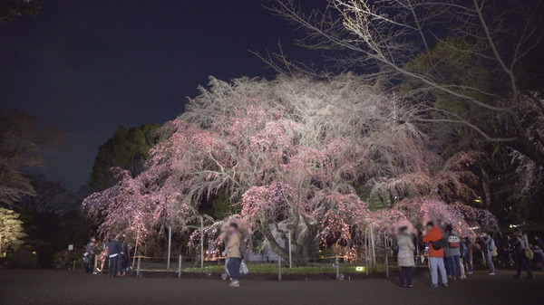 夜桜とともに感じる、春の足音。「六義園しだれ桜ライトアップ」