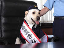 『きな子〜見習い警察犬の物語〜』　-(C) 2010「きな子〜見習い警察犬の物語〜」製作委員会